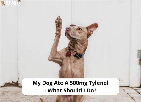 Apr 28, 2016 Extreme care is necessary when giving Tylenol to dogs to ensure that they are not overdosed. . My dog ate a 500mg tylenol